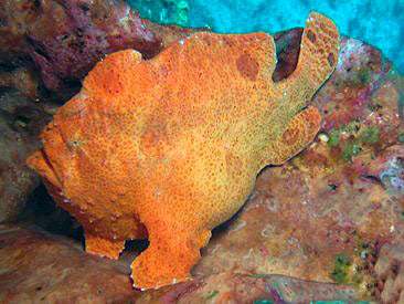 Orange Giant Frogfish, Antennarius commerson