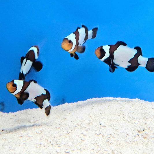 Black Ice Snowflake Clownfish Amphiprion ocellaris - Pairs