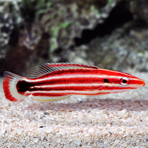 Candy Cane Hogfish, Bodianus sepiacaudus