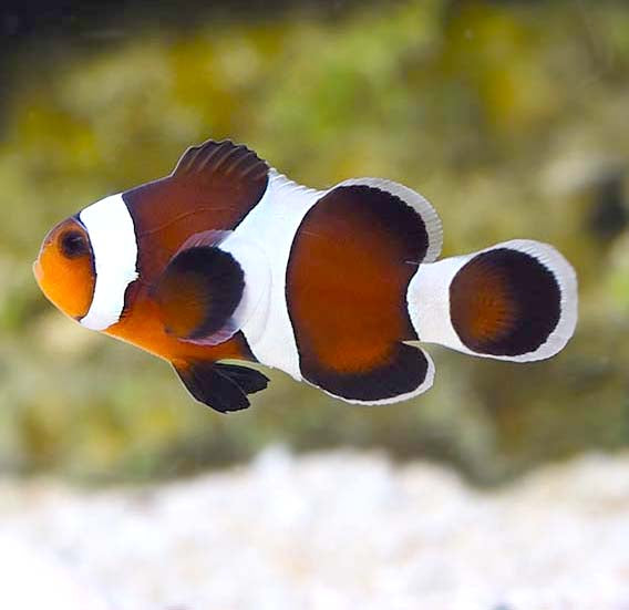 Caramel Clownfish, Amphriprion Ocellaris