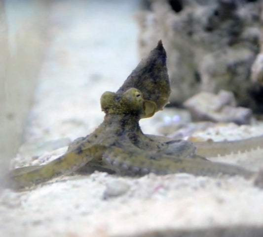 Prickly Octopus, Adopts aculeatus