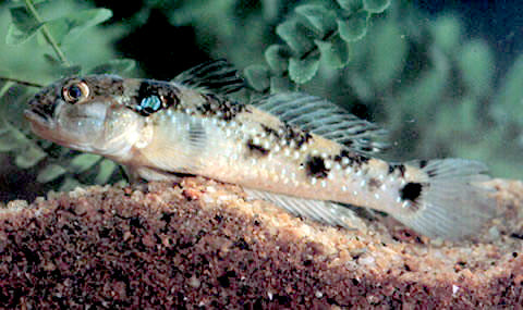 Bulldog Goby (Acentrogobius caninus)