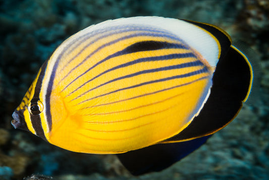 Blacktail butterflyfish, Chaetodon austriacus