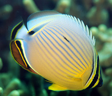 Pacific Melon Butterflyfish, Chaetodon lunulatus