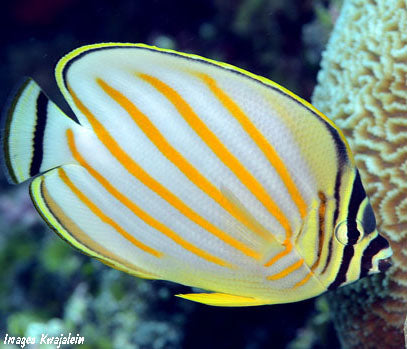 Ornate butterflyfish, Chaetodon ornatissimus