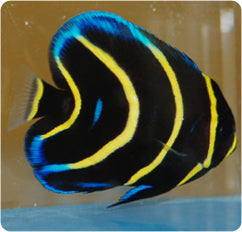 Cortez Angel Fish, Pomacanthus zonipectus