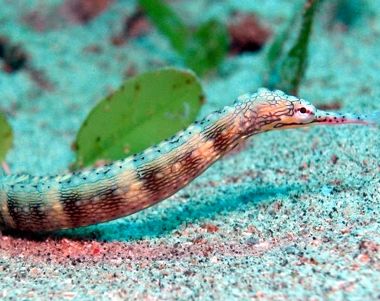 Snake Pipefish, Corythoichthys intestinalis