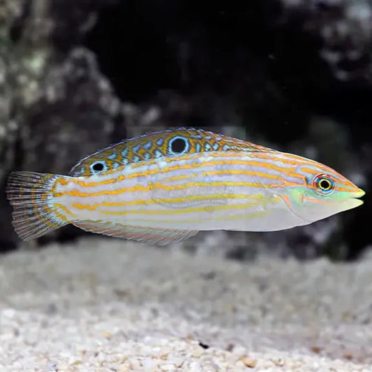 Green Face Wrasse, Halichoeres cosmetus