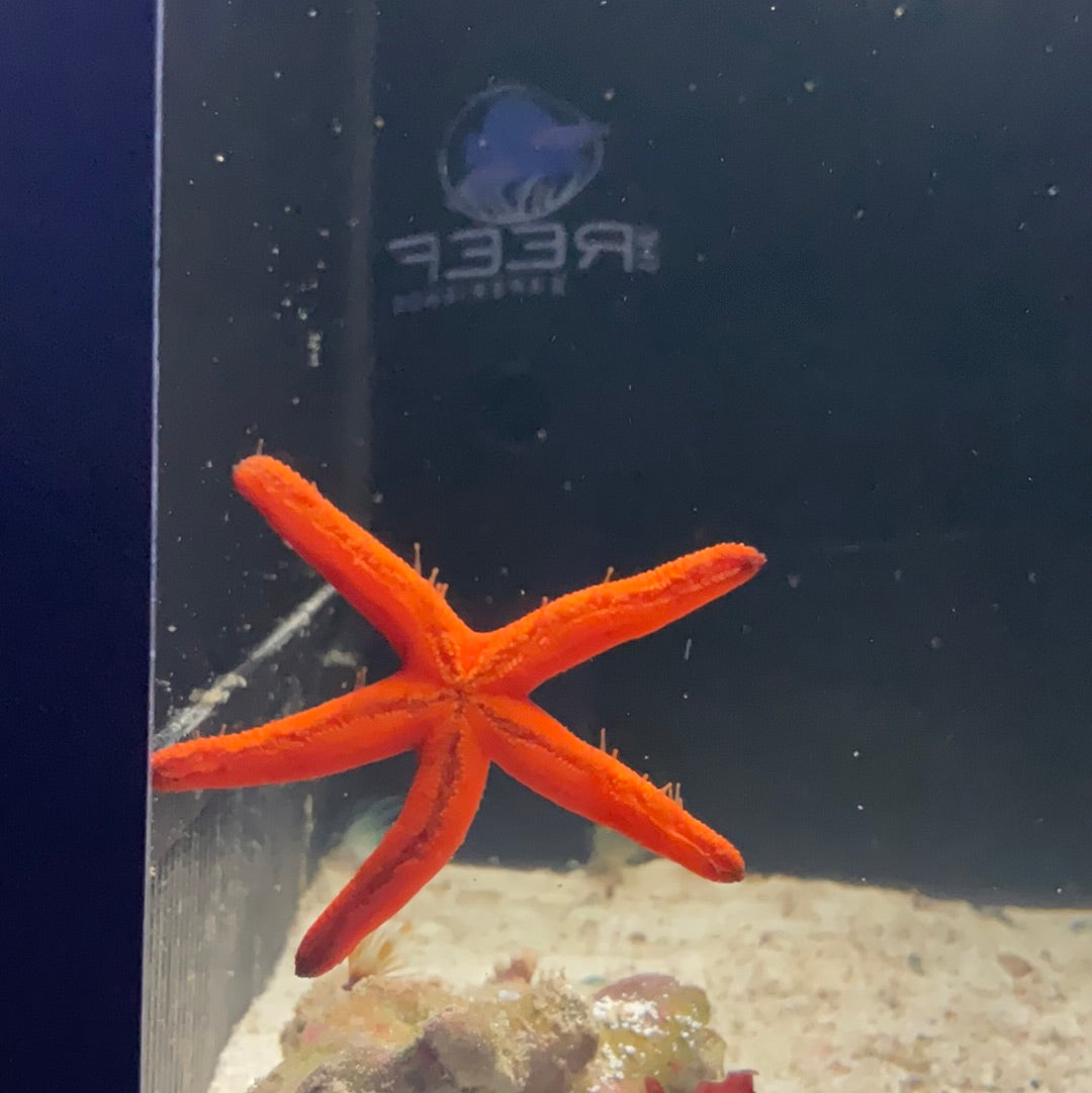 Orange Finger Starfish