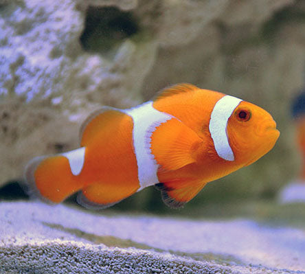 Tangerine Clownfish, Amphriprion Ocellaris