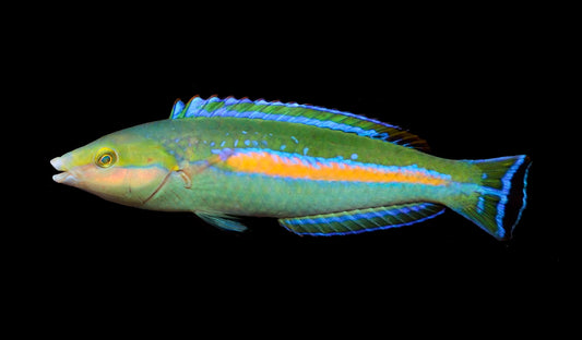 African Pencil Wrasse Pseudojuloides polackorum