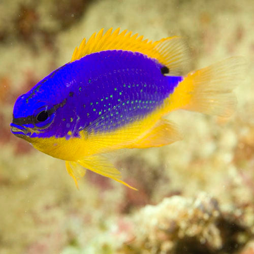 Fiji Damsel,  Chrysiptera taupou