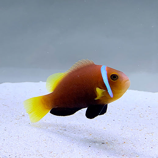 MALDIVE ANEMONEFISH, Amphiprion Nigripes