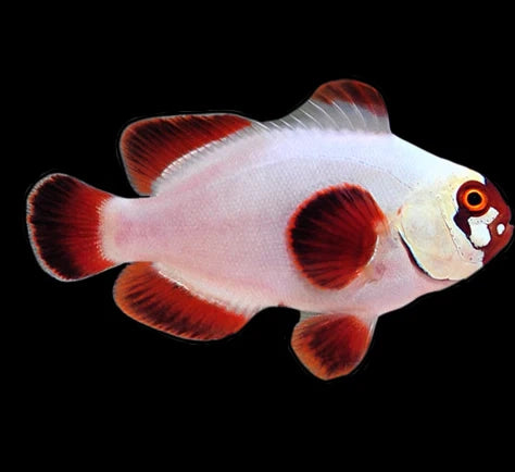 Gold Nugget Clownfish, Premnas biaculeatus,