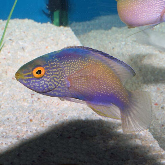 Golden Dwarf Fairy Wrasse, Cirrhilabrus rhomboidalis