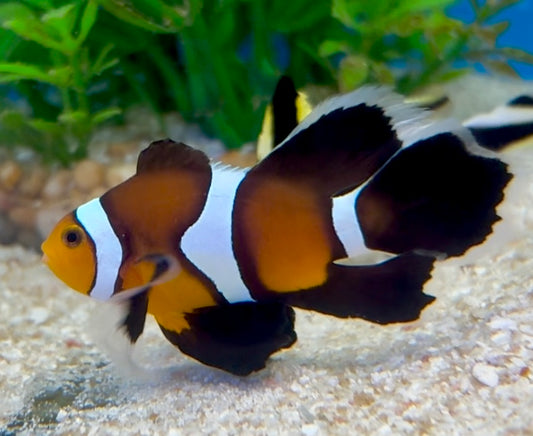 Mocha Longfin Clownfish, Amphiprion ocellaris