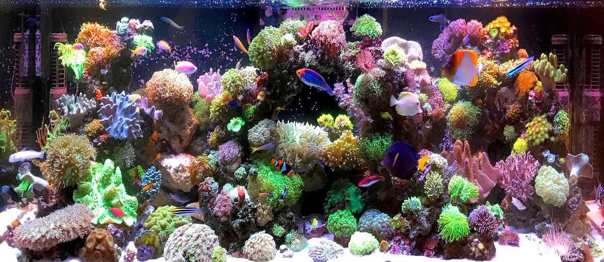 The Reef Experience
