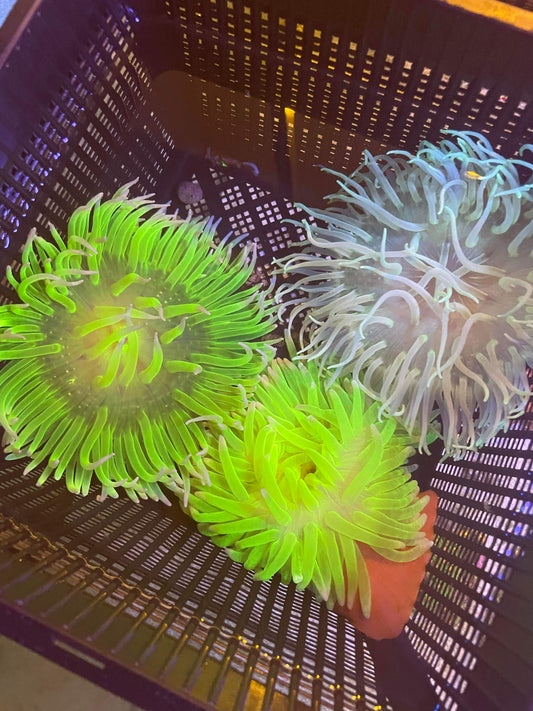 Long tentacle Anemone
