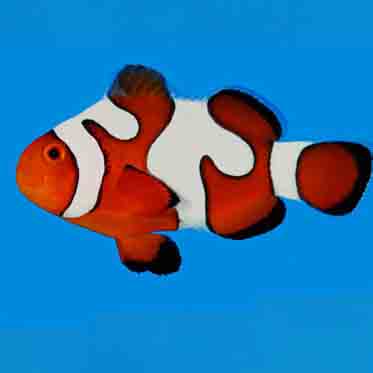 Gladiator Clownfish, Amphiprion ocellaris - Pair (tank bred)