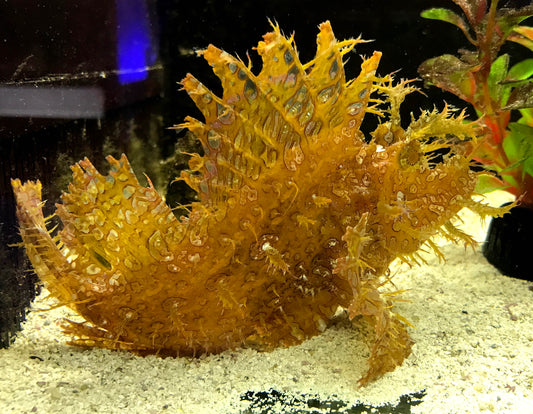 Weedy Scorpionfish, Rhinopias frondosa
