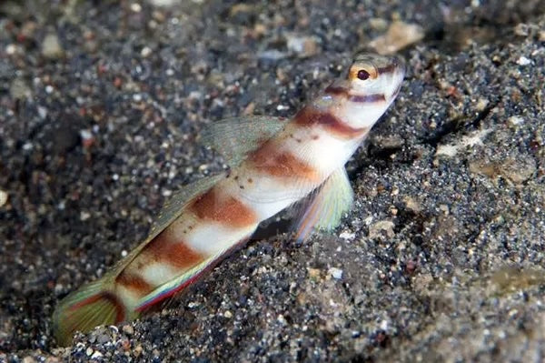 Paradise Shrimp Goby,  Amblyeleotris latifasciata