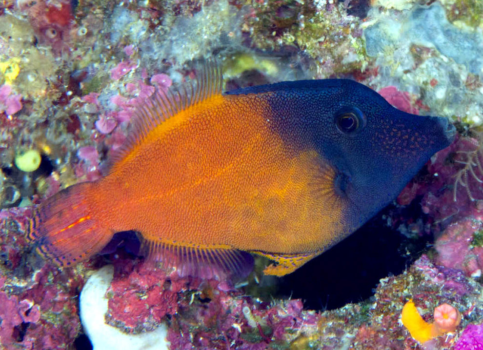 Red Filefish Redtail Filefish, Pervagor melanocephalus – The Reef Experience