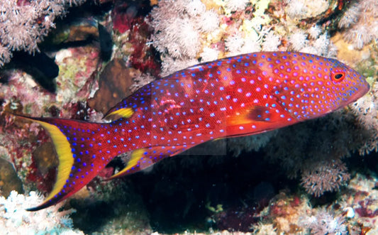 Purple Lyretail Grouper, Variola louti
