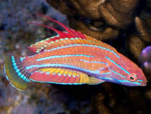Royal Flasher Wrasse, Paracheilinus angulatus