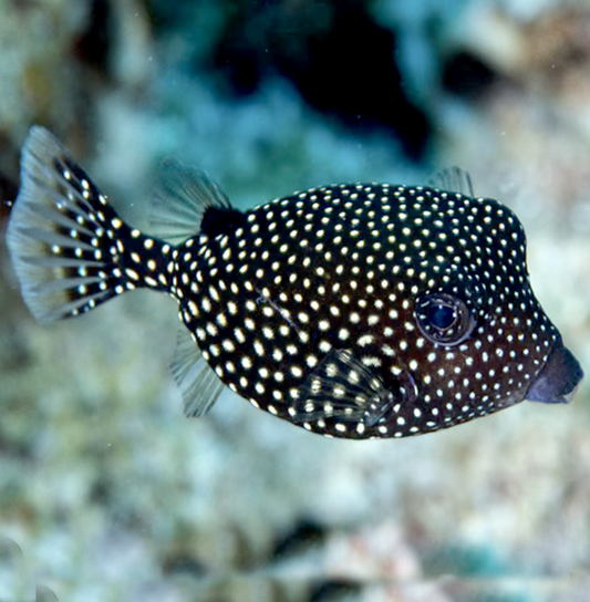 Black Boxfish, Ostracion meleagris