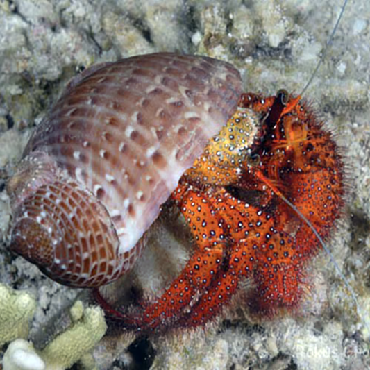 Red Hairy Hermit Crab, Dardanus megistos