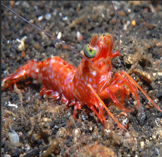 Big Eye Shrimp, Metapenaeopsis lamellata