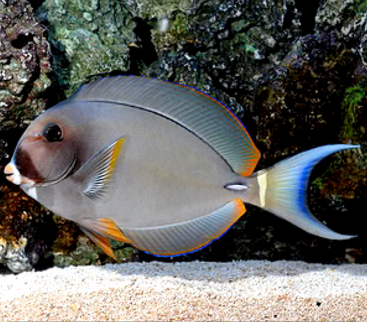 Pale Lip Tang, Acanthurus leucocheilus