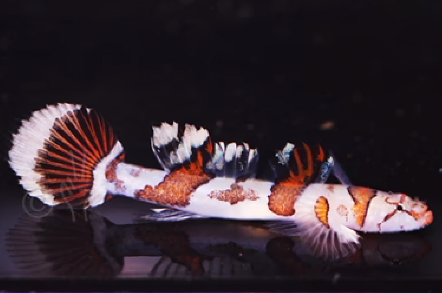 Amikami Goby, Callogobius amikami