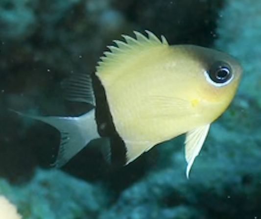 Black Bar Chromis, Chromis retrofasciata