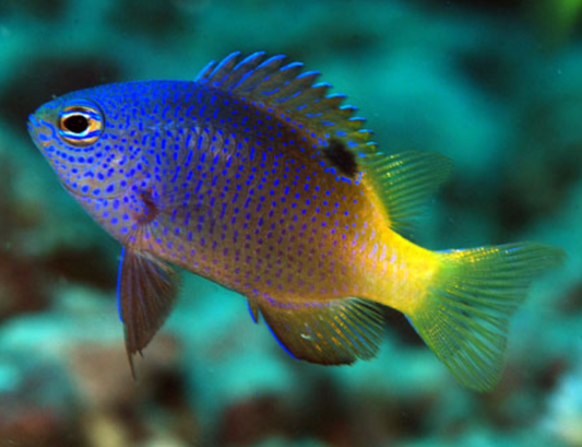 Tracey's Damselfish, Chrysiptera traceyi