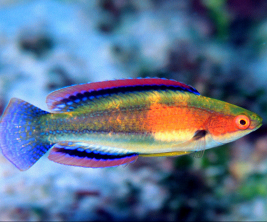 Girdled Fairy Wrasse, Cirrhilabrus balteatus