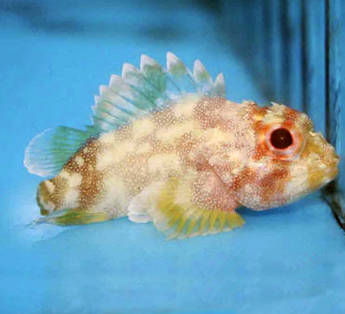 Yellow Spotted Scorpionfish, Sebastapistes cyanostigma