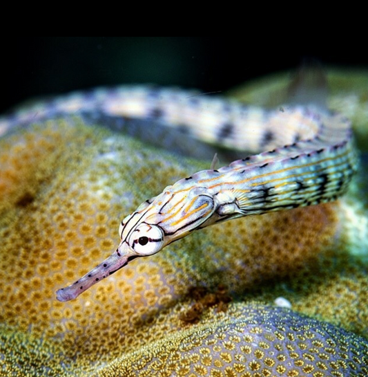 Messmate pipefish, Corythoichthys haematopterus