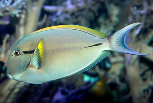 Epaulette Surgeonfish, Acanthurus nigricauda