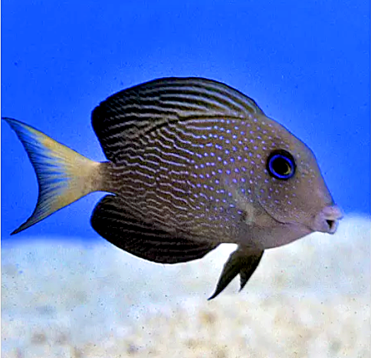 Blue-Spotted Bristletooth Tang, Ctenochaetus marginatus