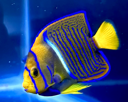 Passer Angelfish, Holacanthus passer