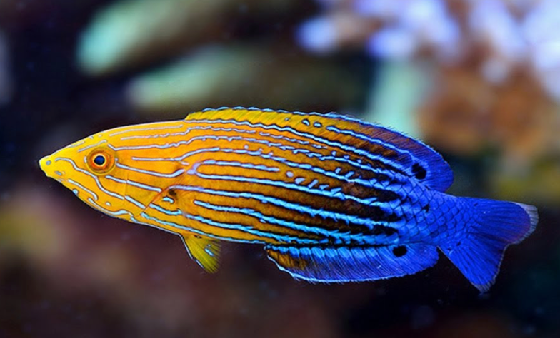 Femininus Tamarin Wrasse, Anampses femininus