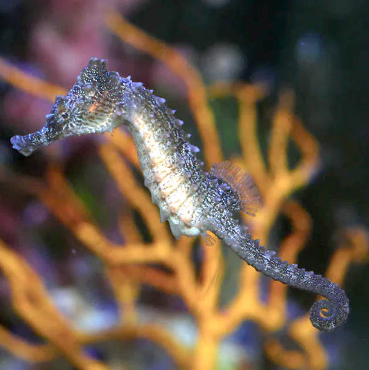 Lined Seahorse, Hippocampus erectus