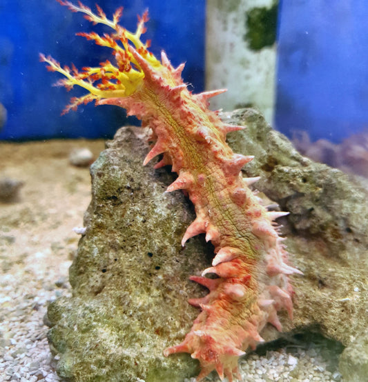 Candy Cucumber, Colochirus crassus