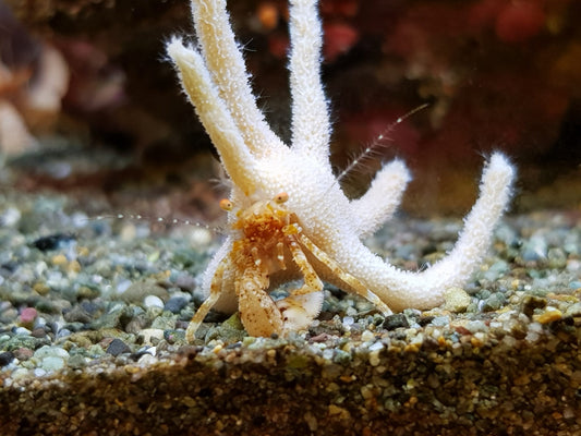 Antler crab, Manucomplanus varians