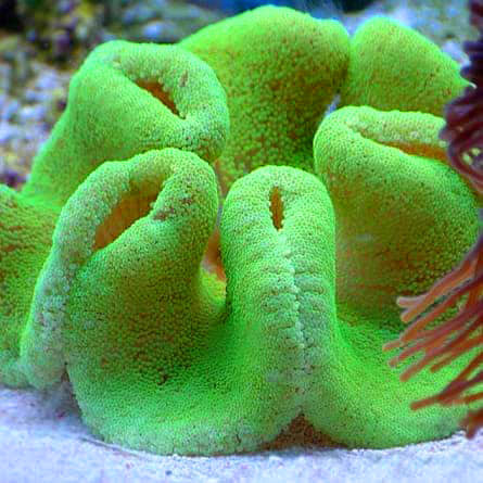 Carpet Anemone - Fluorescent Green  (Stichodaqctyla haddoni)