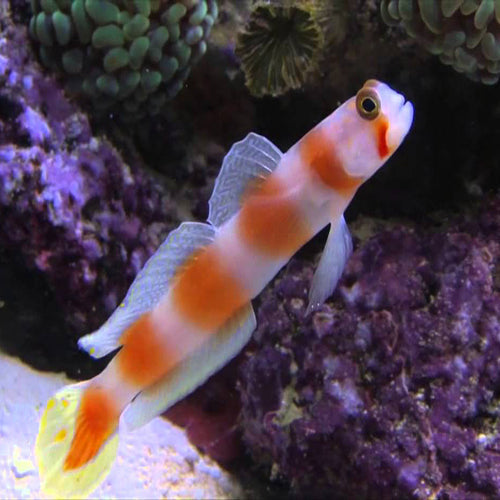 Suntail Goby Amblyeleotris aurora
