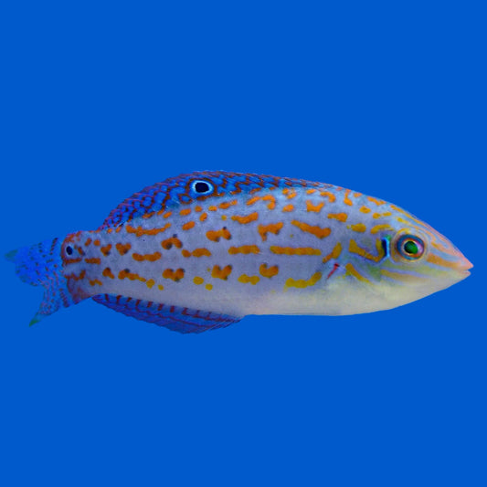 Timor Wrasse, Halichoeres timorensis