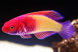 Red Velvet Fairy Wrasse, Cirrhilabrus rubrisquamis,