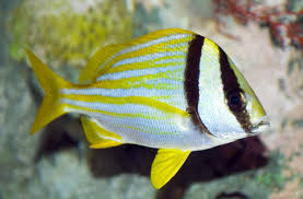 Porkfish,  Anisotremus virginicus (reserved)